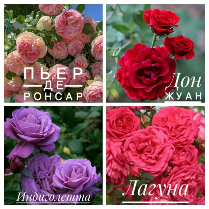 Розы саженцы