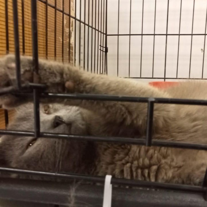 Кошка в дар