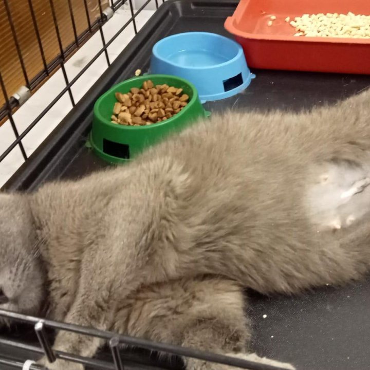 Кошка в дар