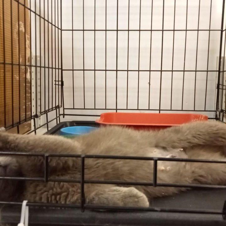 Кошка в дар