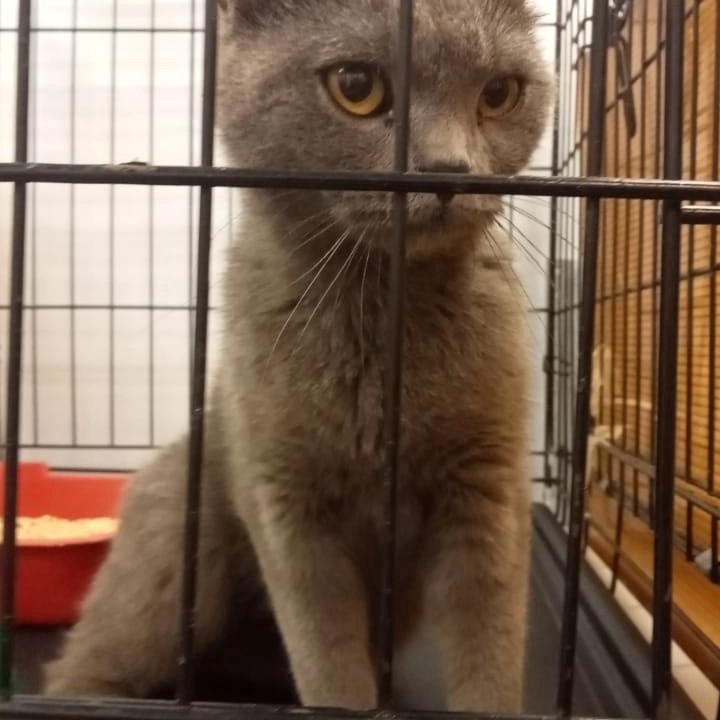 Кошка в дар