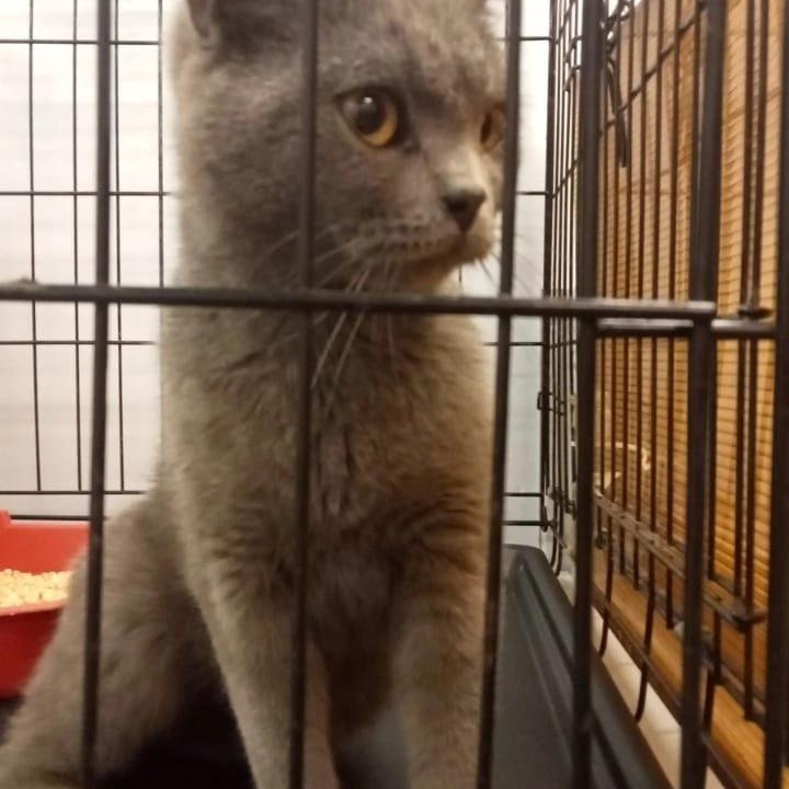 Кошка в дар