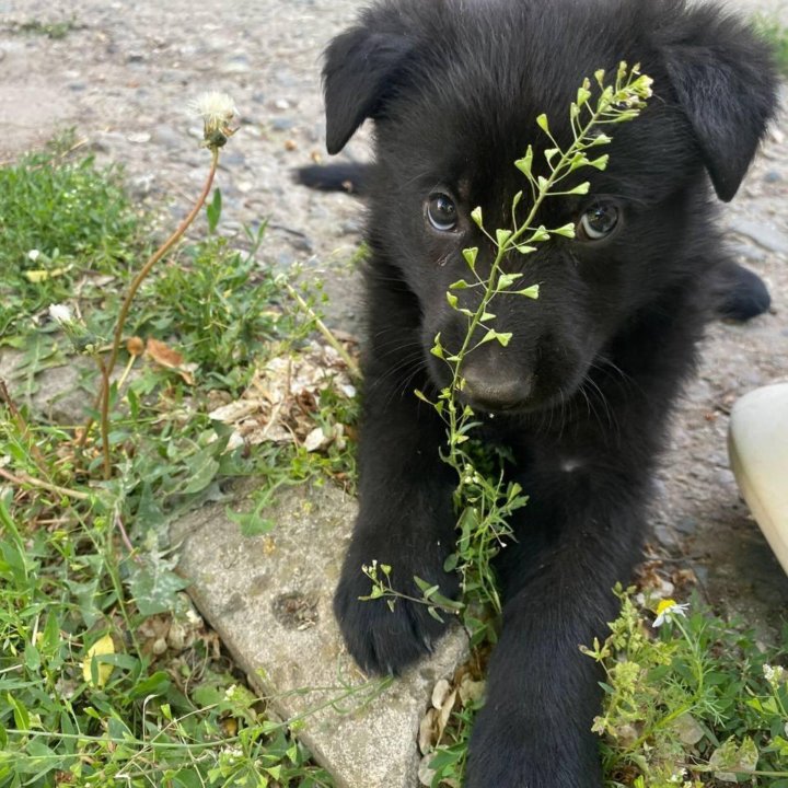 Щенки немецкой овчарки