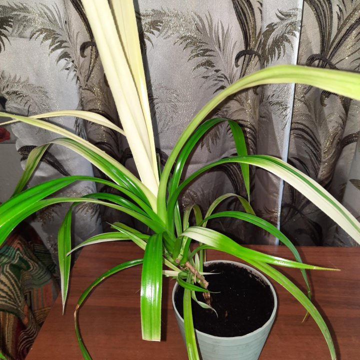 Панданус вариегатный