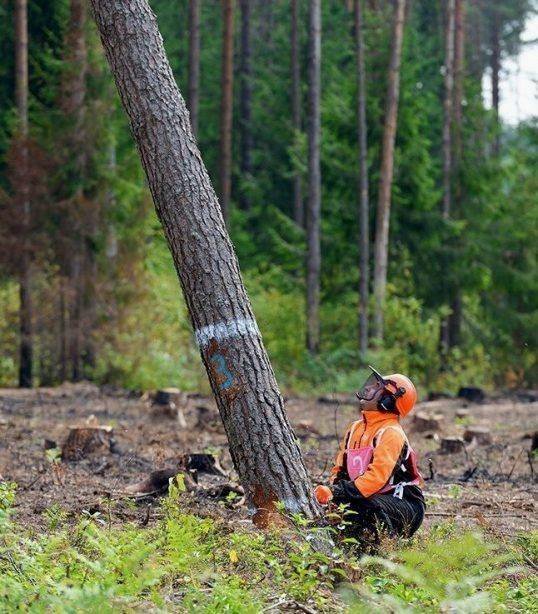 Удаление Деревьев Уборка участка Вывоз мусора