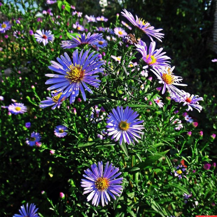 Садовые цветы