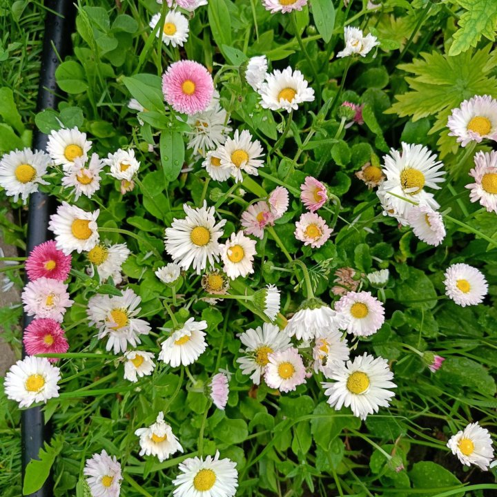 Садовые цветы