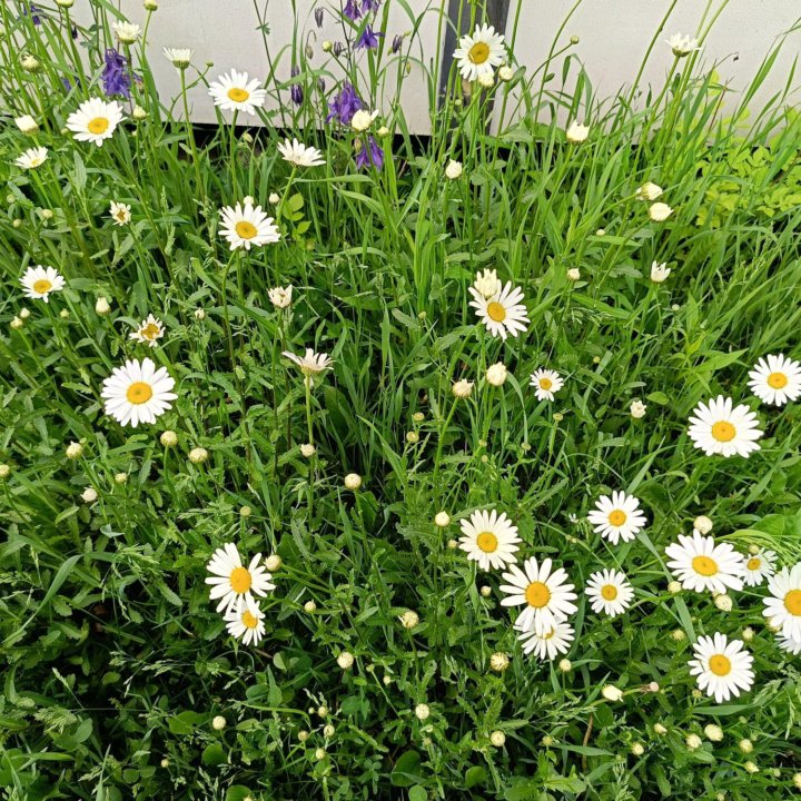 Садовые цветы