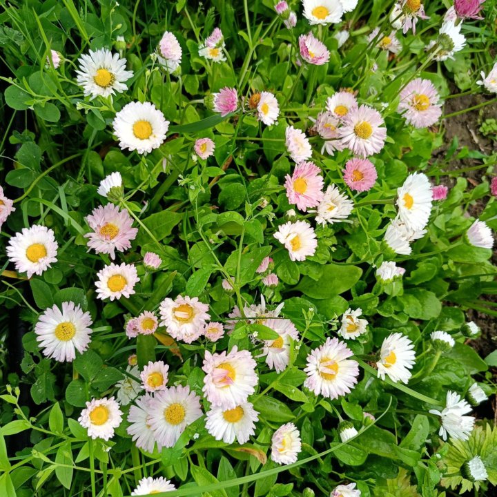 Садовые цветы