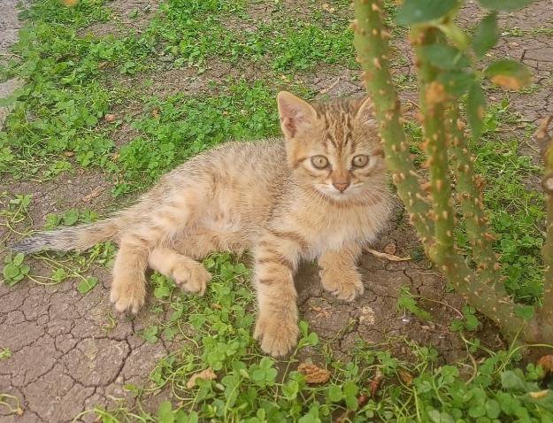 Отдаю котят в добрые руки