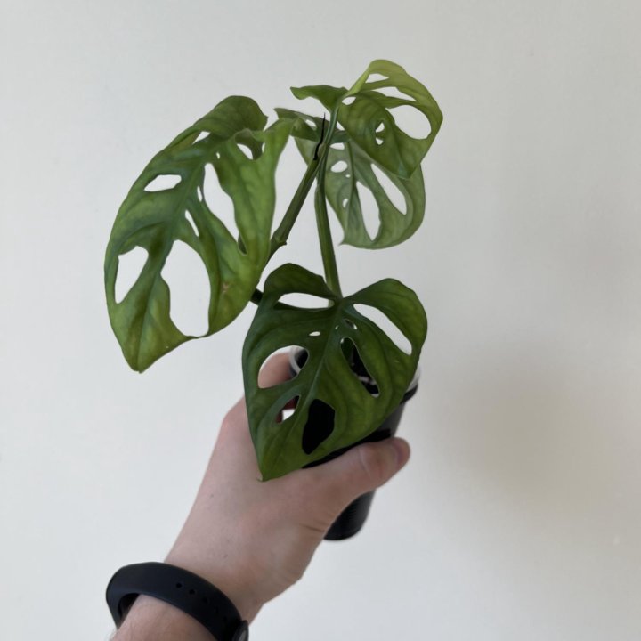 Монстера манки