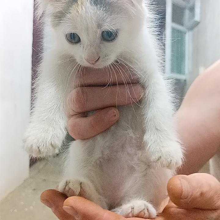 Отдаю котят в добрые руки