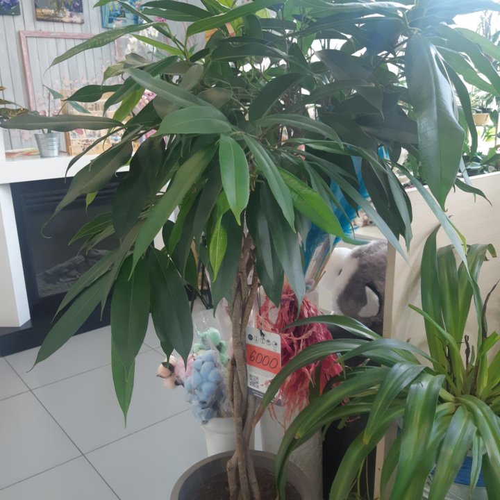 Фикус Бенедикта