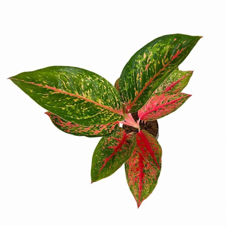 Аглаонема Aglaonema Lychee Red 45/12 (Н)