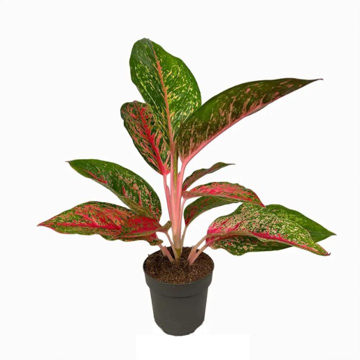 Аглаонема Aglaonema Lychee Red 45/12 (Н)