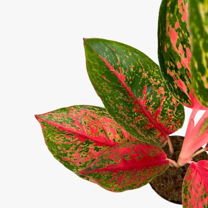 Аглаонема Aglaonema Lychee Red 45/12 (Н)