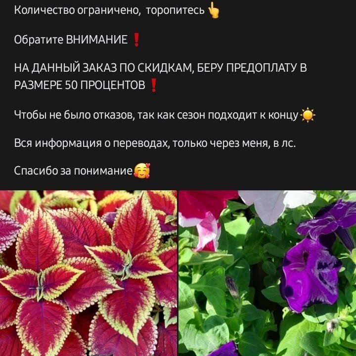 Рассада цветов