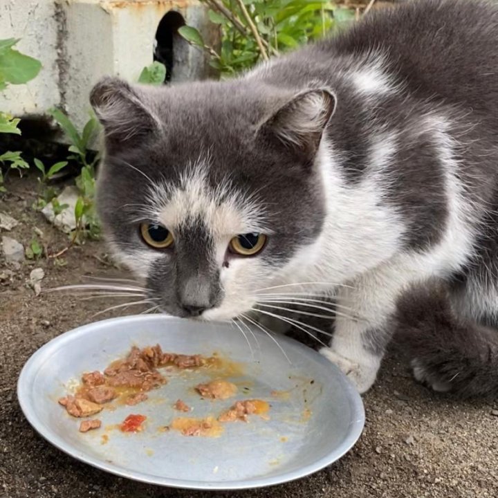 Домашний котик пытается выжить на улице..