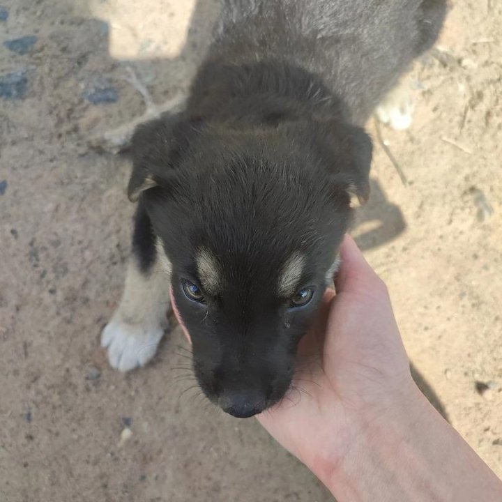 Щенки 1,5 - 2 мес. В добрые руки!