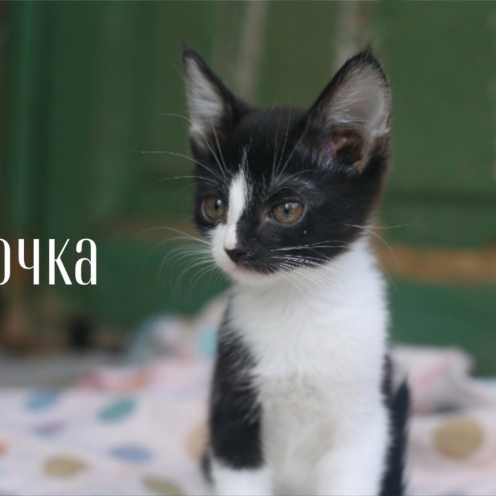 Котята-пострелята!