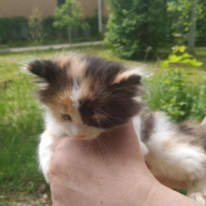 Трехцветка на Счастье ❤️