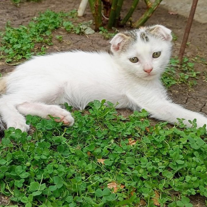 Отдаю котят в добрые руки