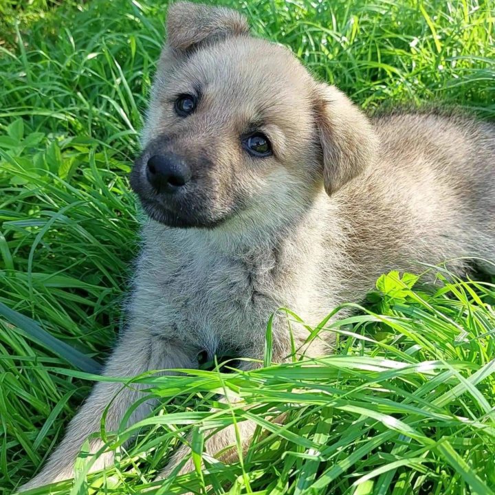 Щеночек, 2 мес., в добрые руки