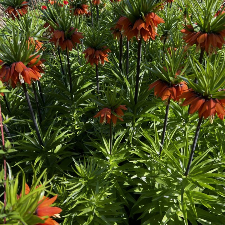 Рябчик императорский луковицы