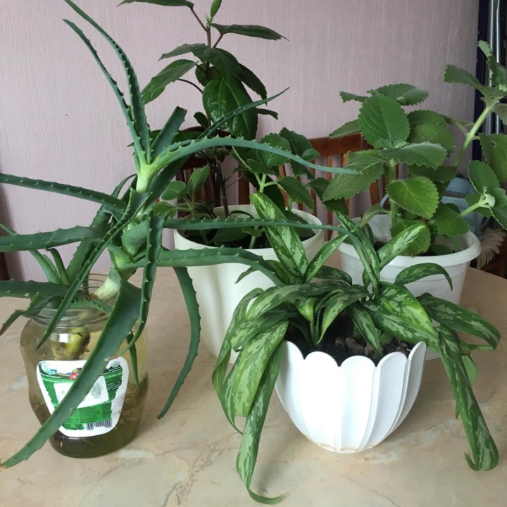 Комнатные цветы