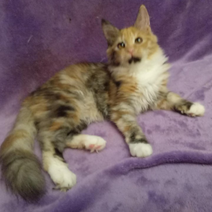 Пятицветная сибирская девочка-кошечка