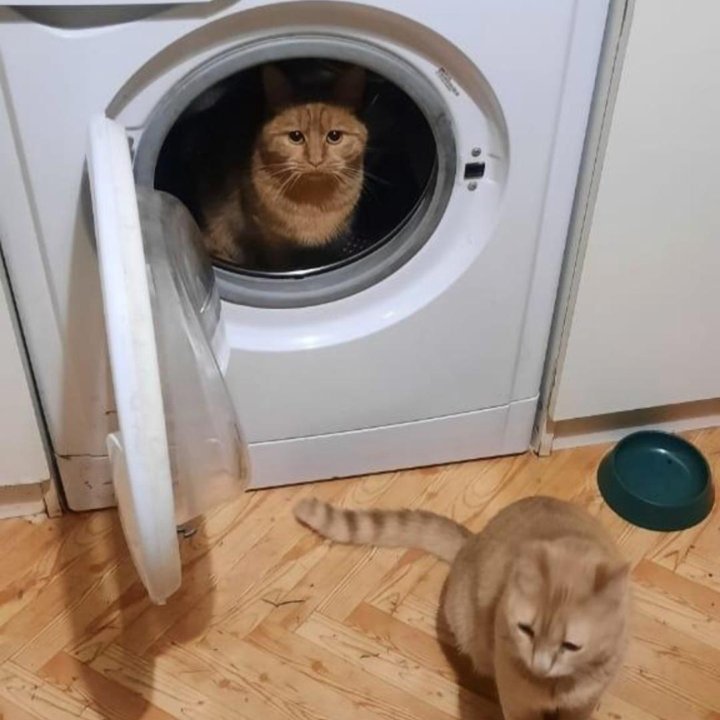 Котик и Кошечка