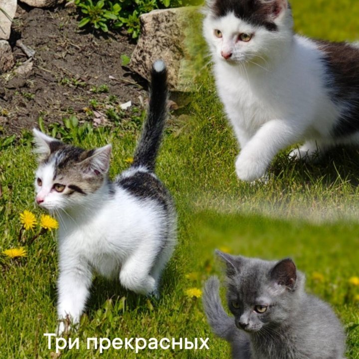 Котята ищут дом.