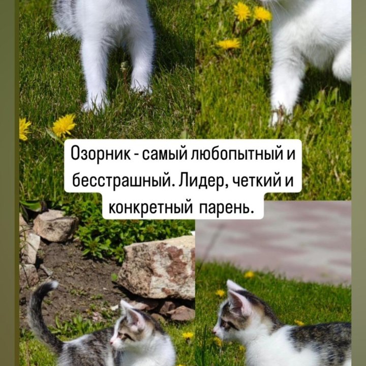 Котята ищут дом.