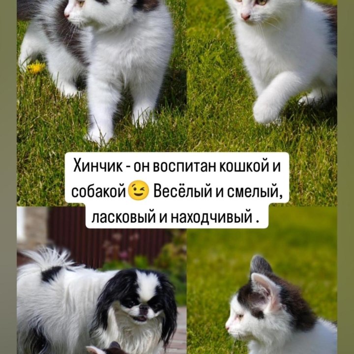 Котята ищут дом.