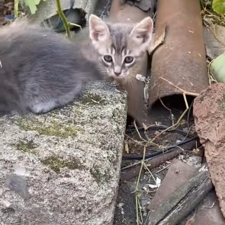 Котята в добрые руки