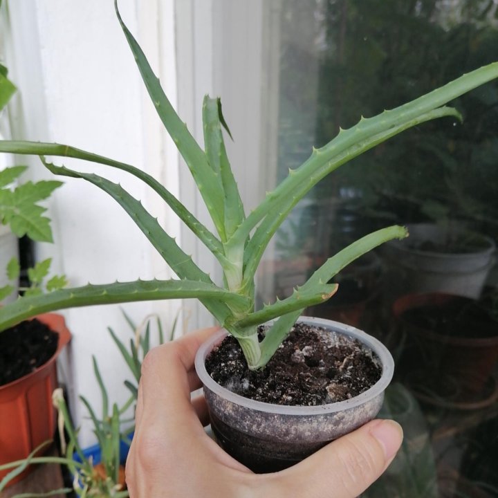 Алоэ столетник