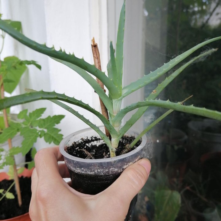 Алоэ столетник