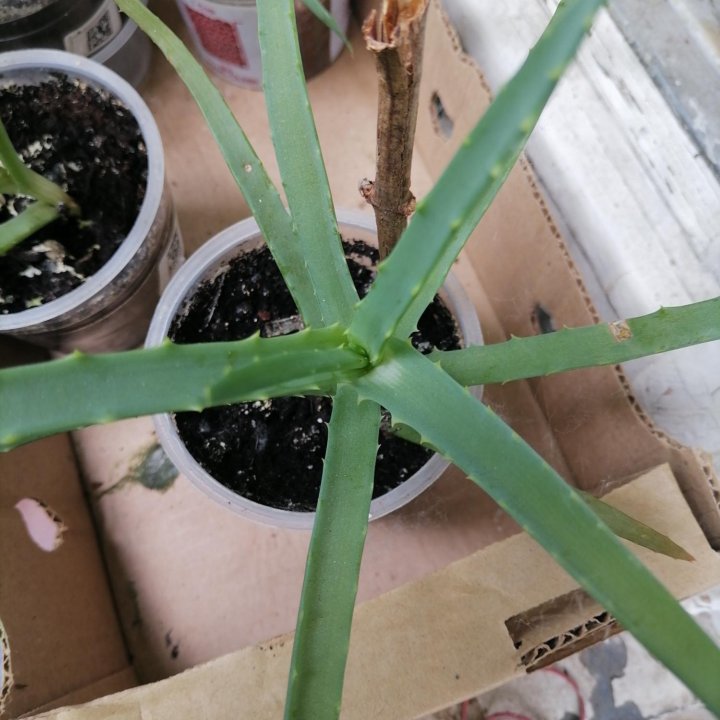 Алоэ столетник