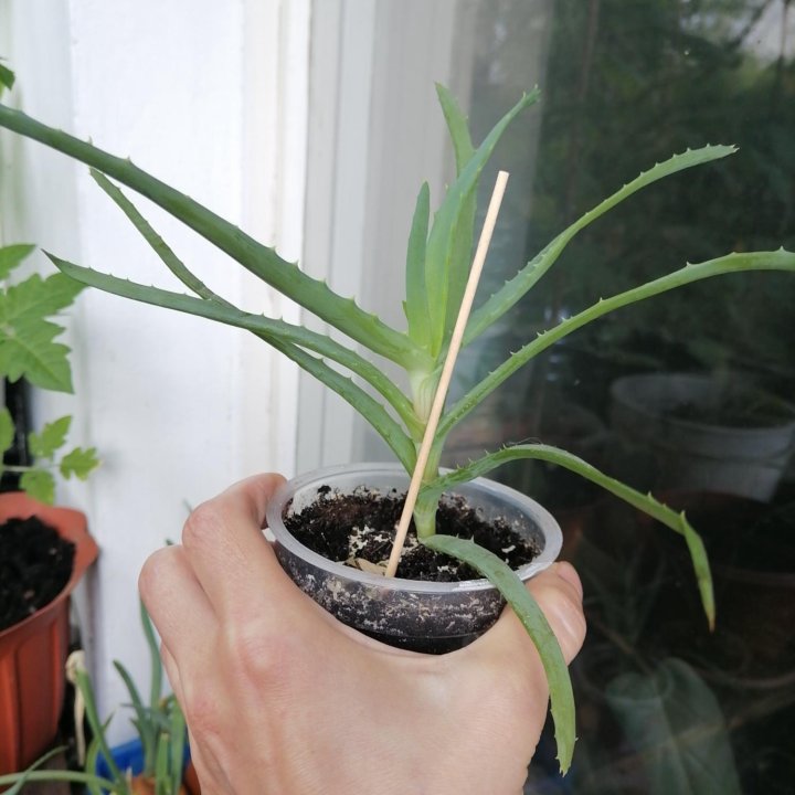 Алоэ столетник