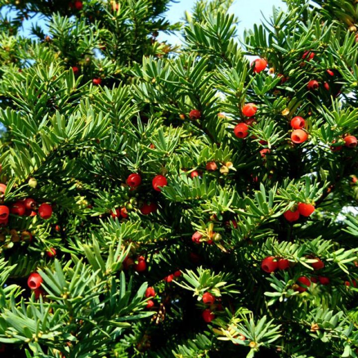 Тис ягодный 130/160 Taxus baccata (А)