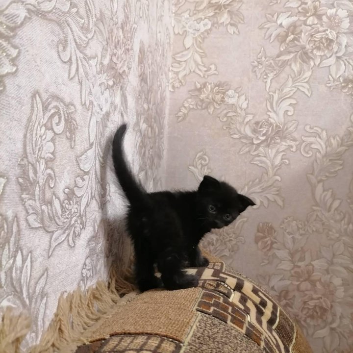 Котята