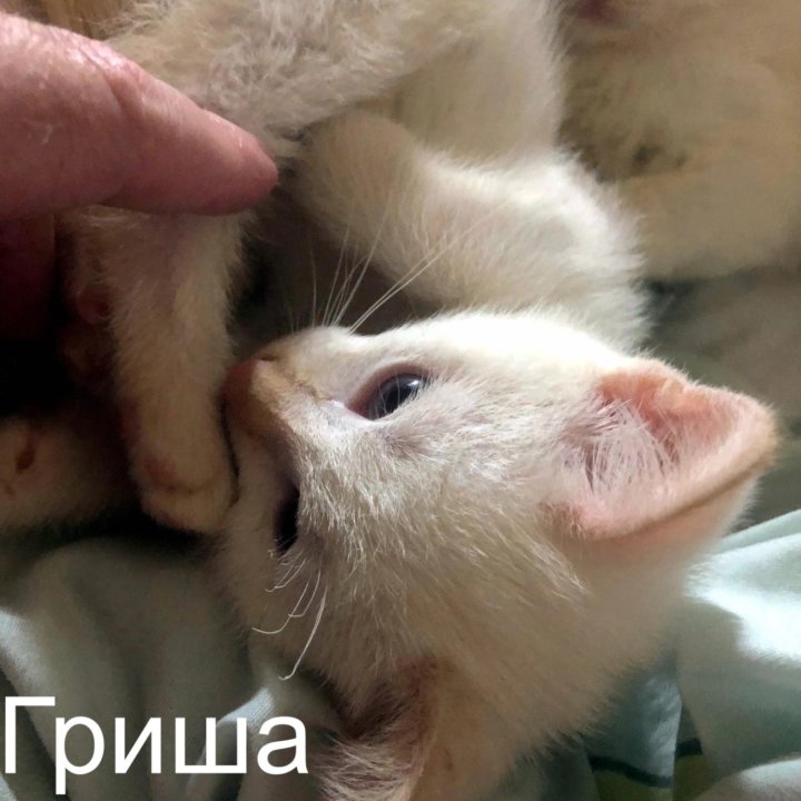 Отдам В добрые руки котят