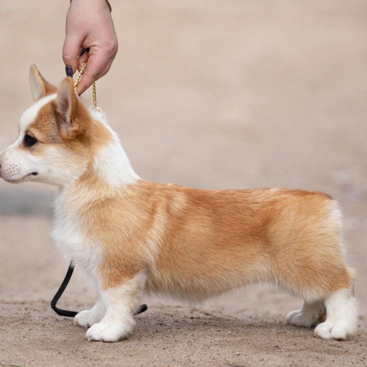 Вельш Корги Пемброк