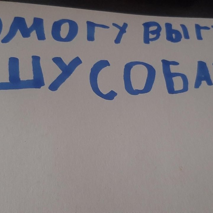 Я помогу вам выгулить собачку на родниках в