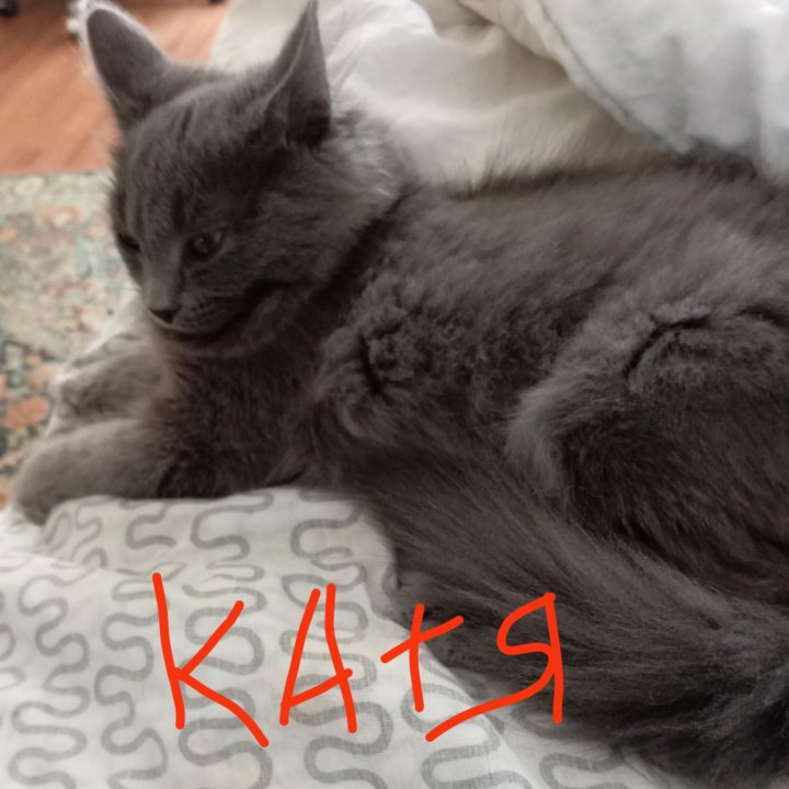 Котята