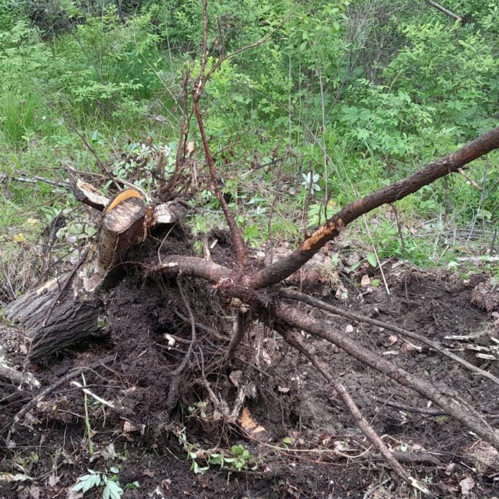 Корчевание пней