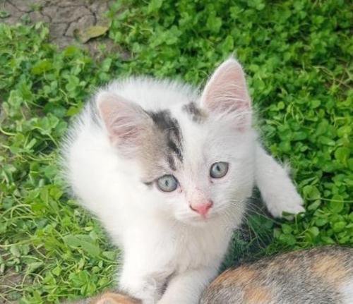 Отдаю котят в добрые руки