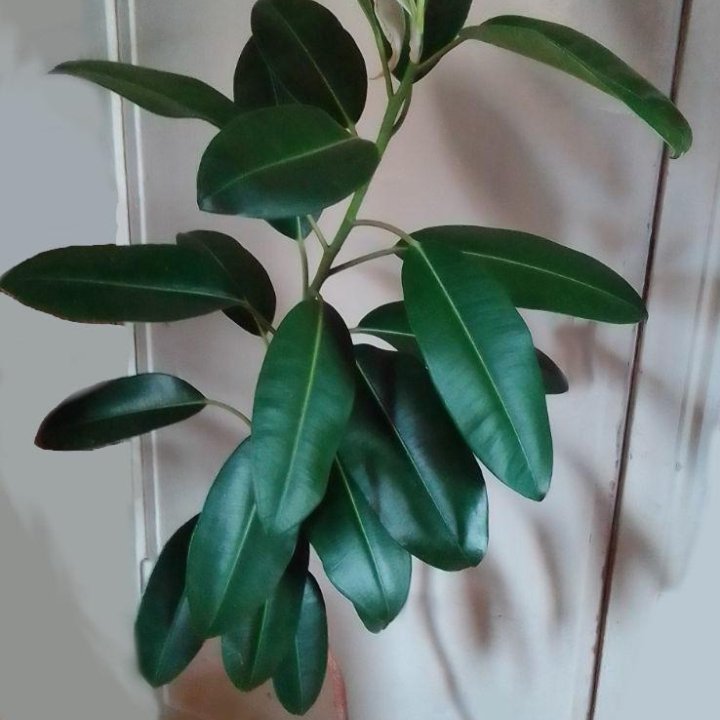 Фикус Эластика 