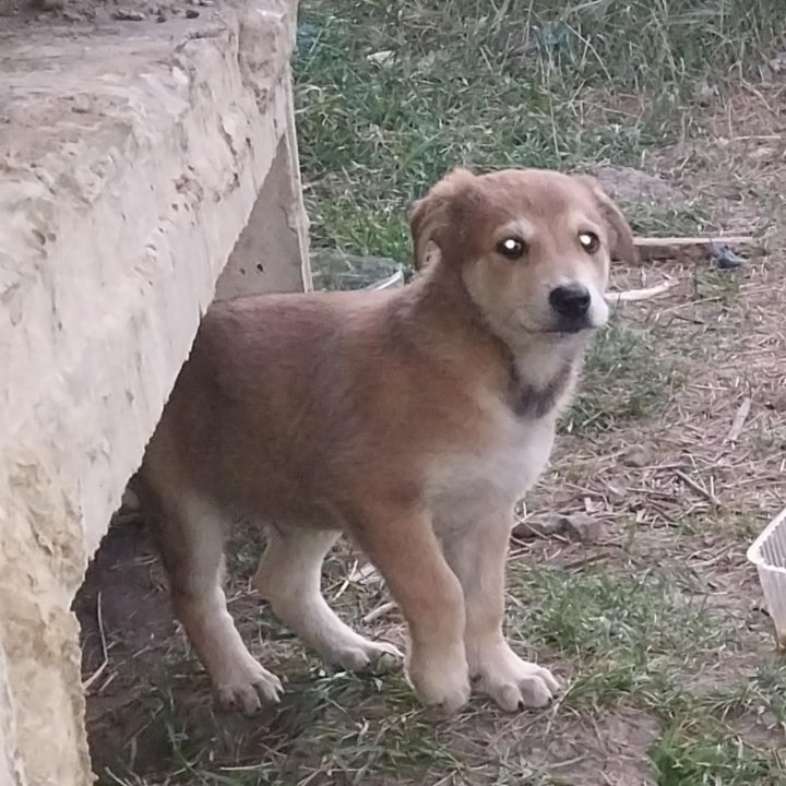 Чудесный мальчик в добрый дом