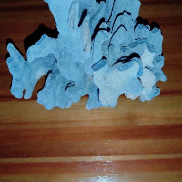 Коралл голубой